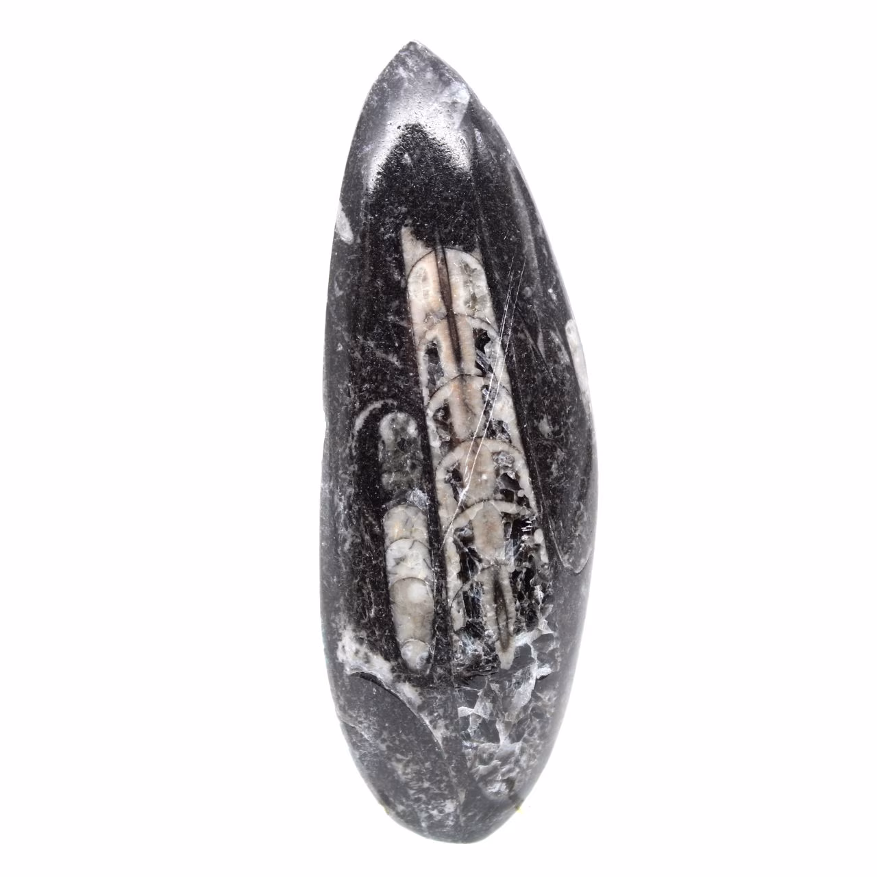 Fossiele Orthoceras