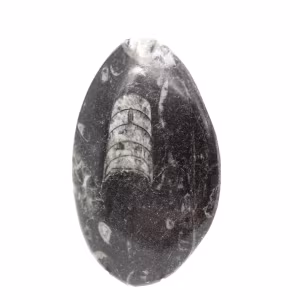 Fossiele orthoceras uit Marokko