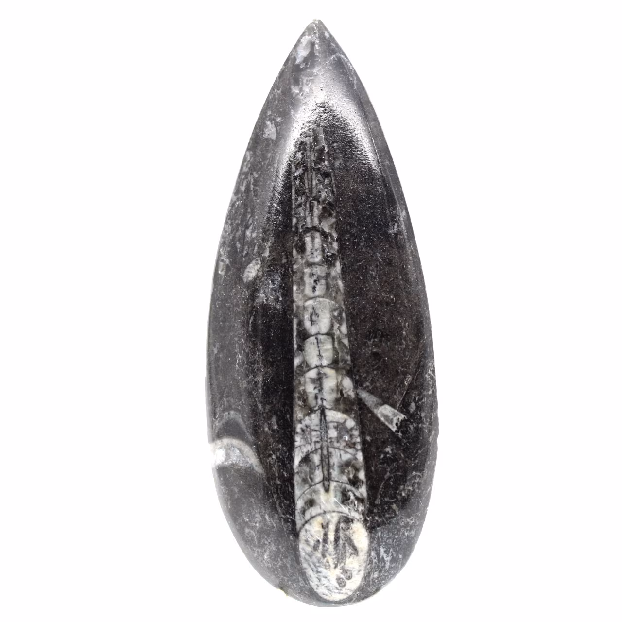 Fossiele Orthoceras
