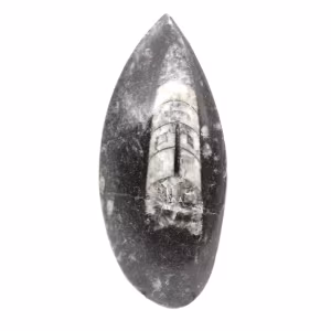 Fossiele orthoceras uit Marokko