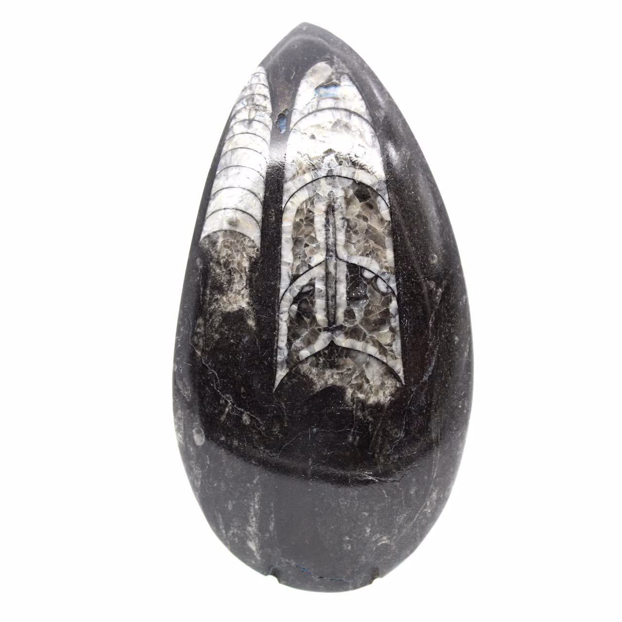 Fossiele Orthoceras