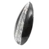 Fossiele Orthoceras - 2