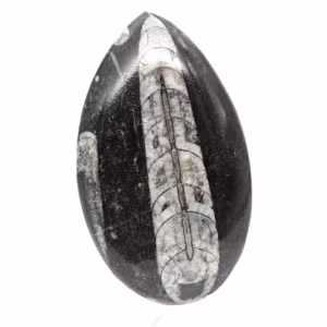 Fossiele Orthoceras