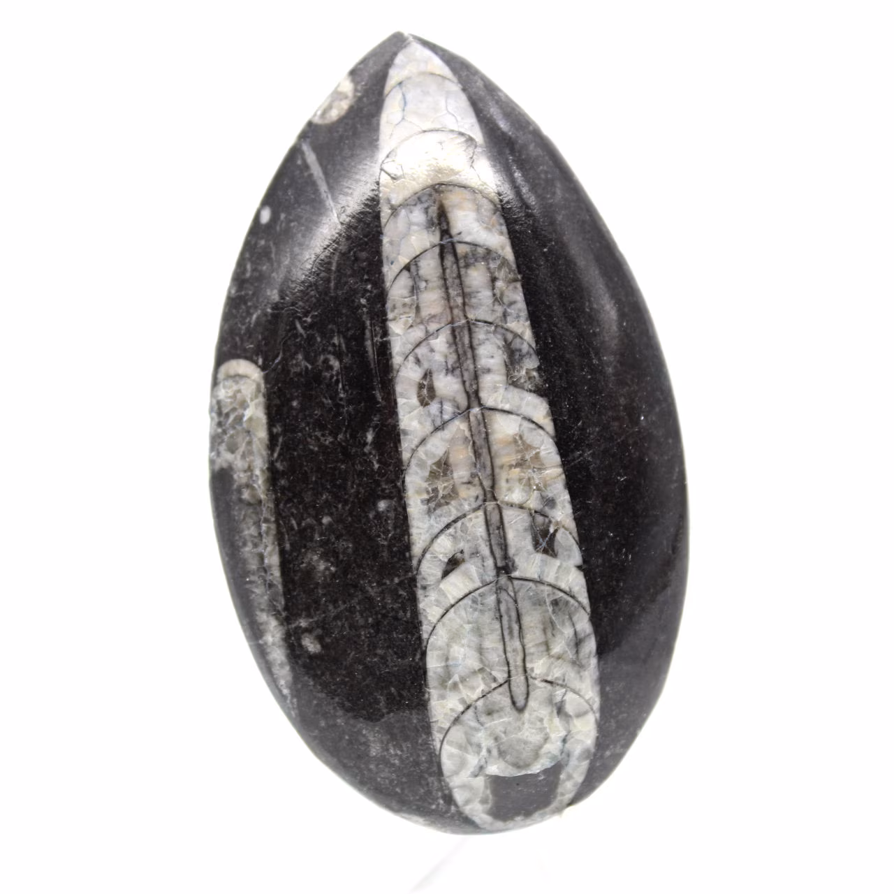 Fossiele Orthoceras