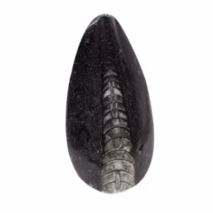 Fossiele orthoceras uit Marokko