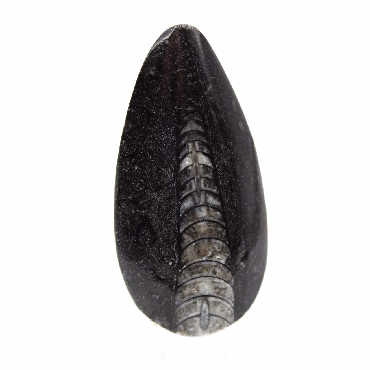 Fossiele orthoceras uit Marokko