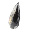 Fossiele Orthoceras - 2