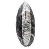 Fossiele orthoceras uit Marokko - 0