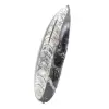 Fossiele orthoceras uit Marokko - 2