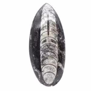 Fossiele orthoceras uit Marokko