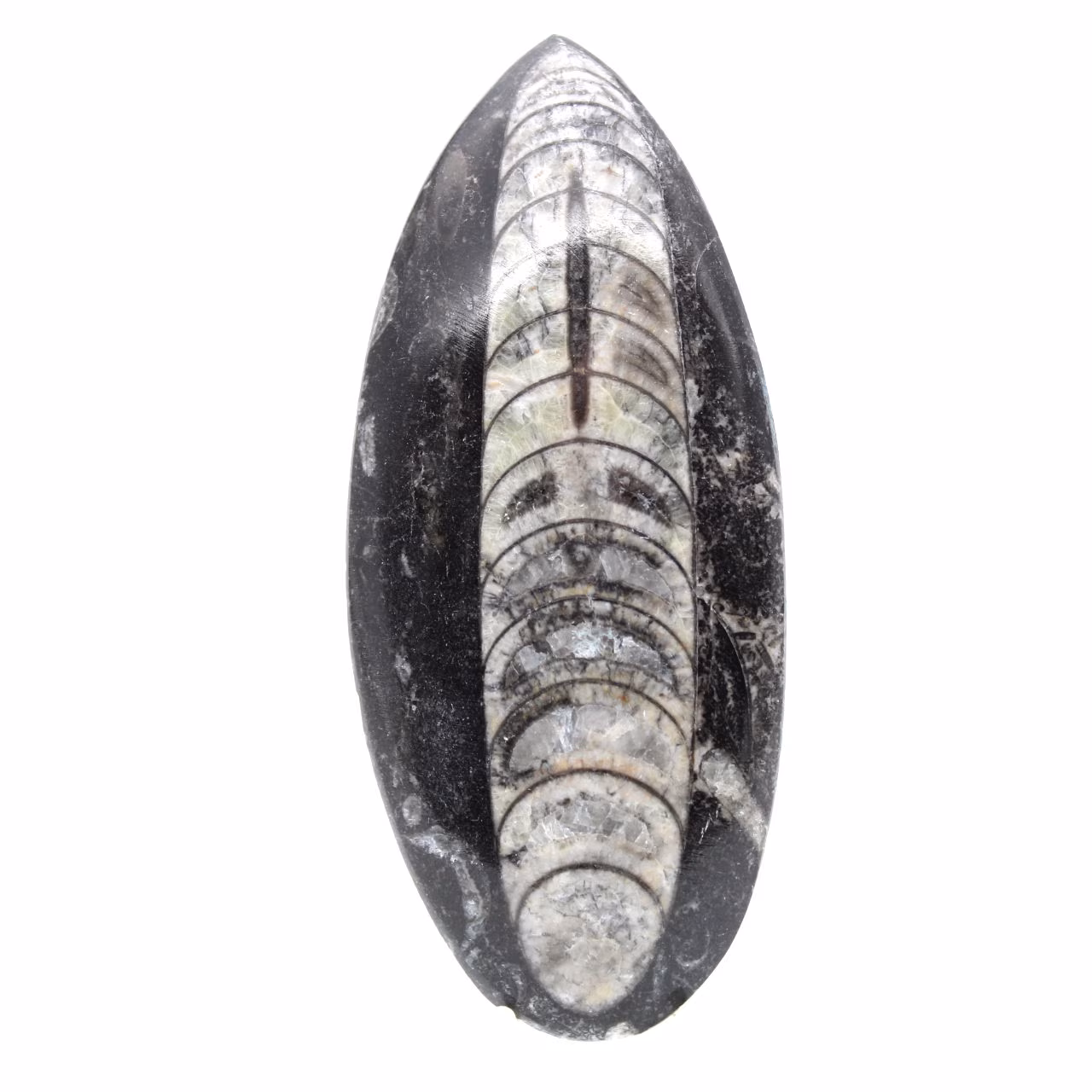 Fossiele orthoceras uit Marokko