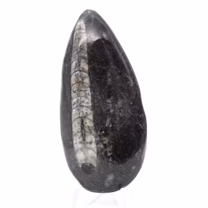 Fossiele Orthoceras