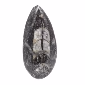 Fossiele Orthoceras