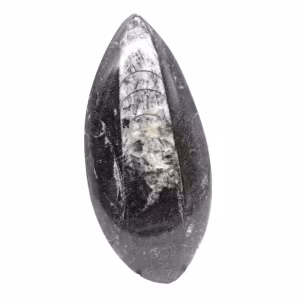 Fossiele orthoceras uit Marokko