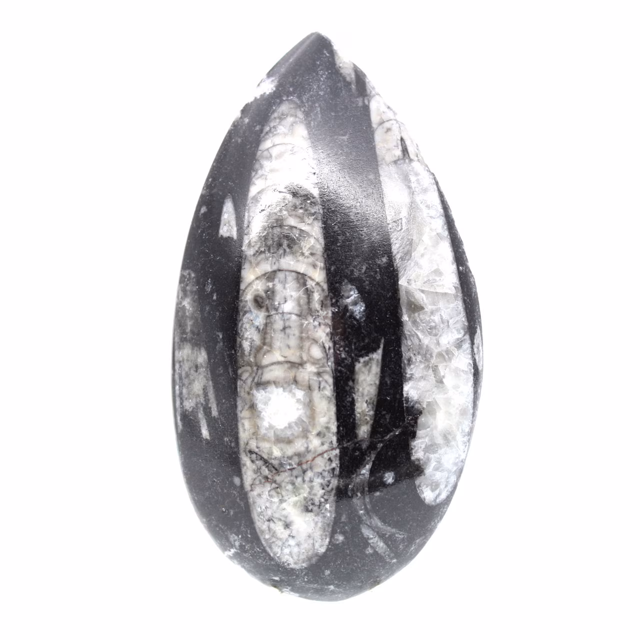 Fossiele Orthoceras