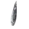 Fossiele orthoceras uit Marokko - 2