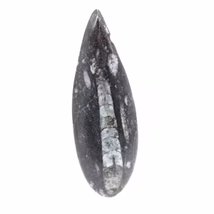 Fossiele orthoceras uit Marokko