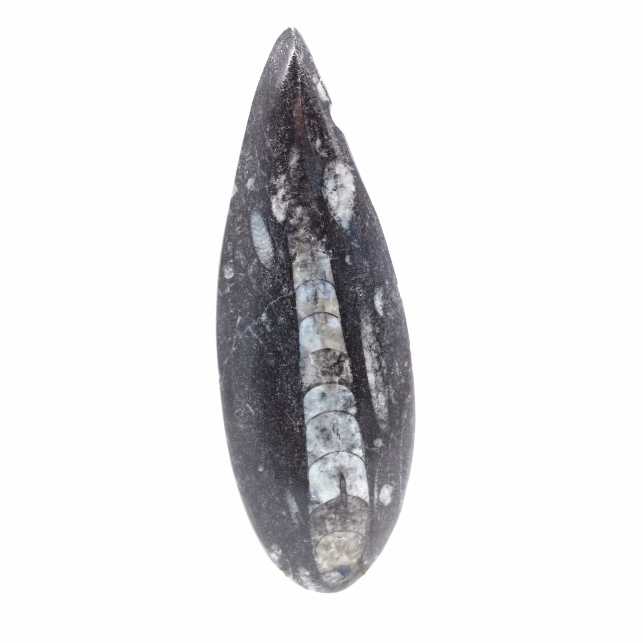 Fossiele orthoceras uit Marokko
