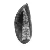 Fossiele Orthoceras - 0