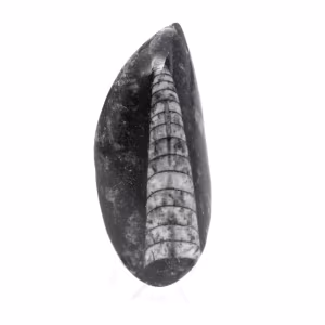 Fossiele Orthoceras