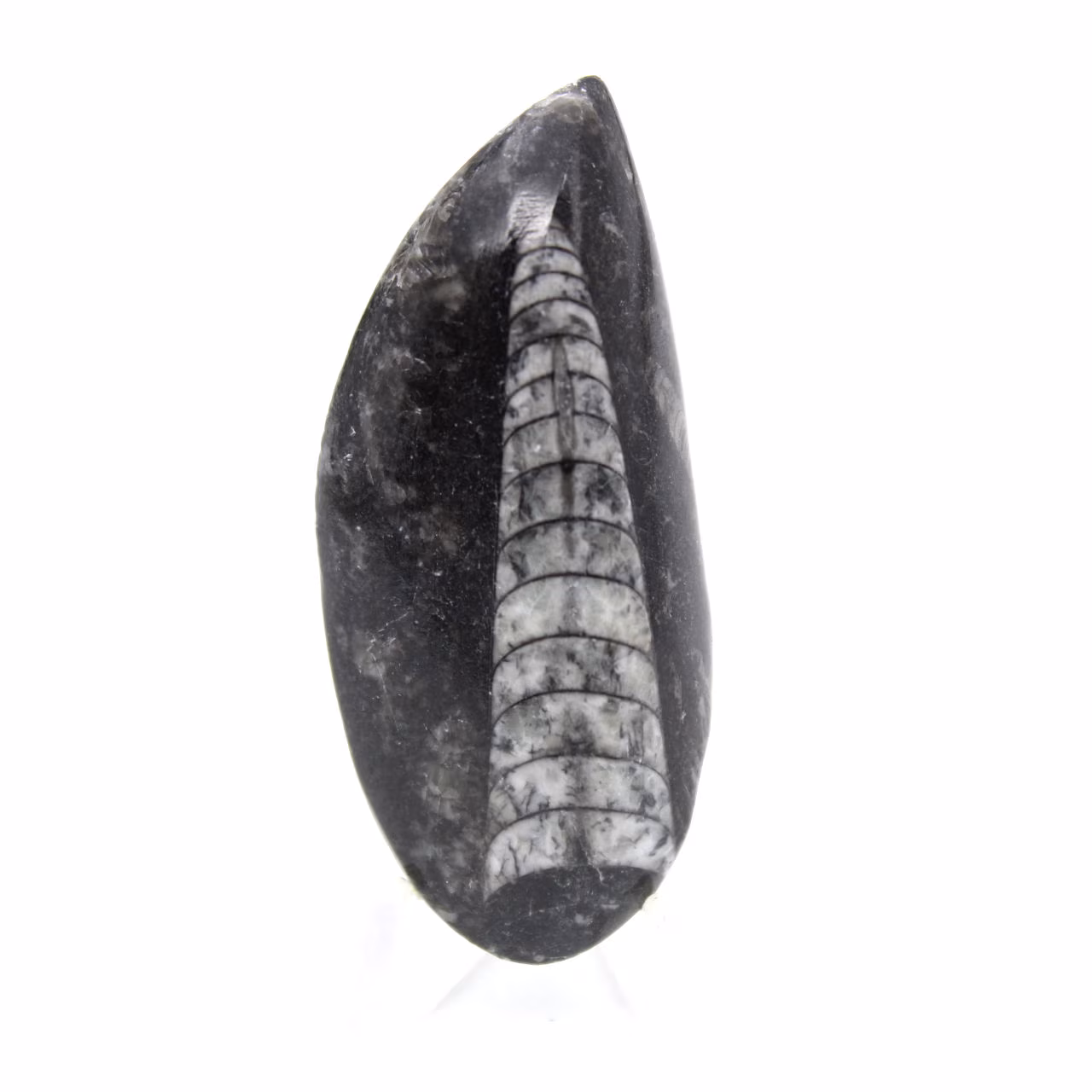 Fossiele Orthoceras