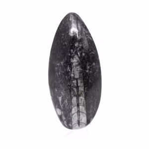 Fossiele Orthoceras