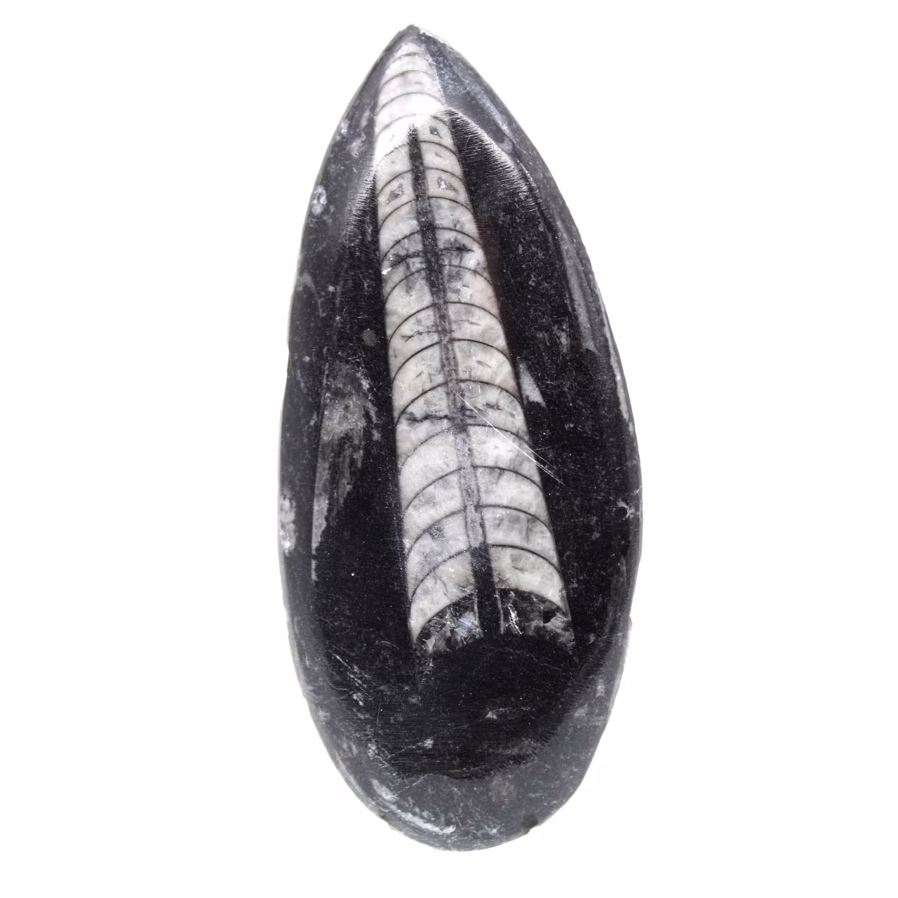 Fossiele orthoceras uit Marokko