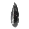 Fossiele Orthoceras - 0