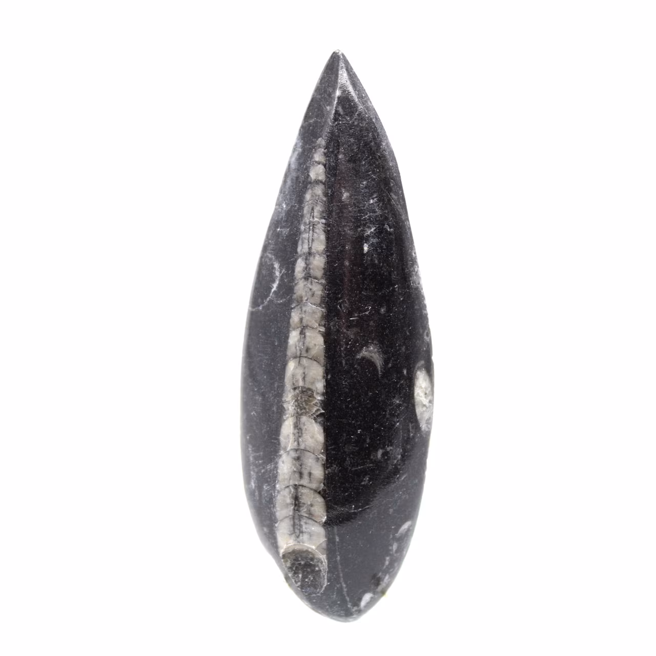 Fossiele Orthoceras