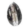 Fossiele orthoceras uit Marokko - 0