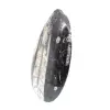 Fossiele orthoceras uit Marokko - 2