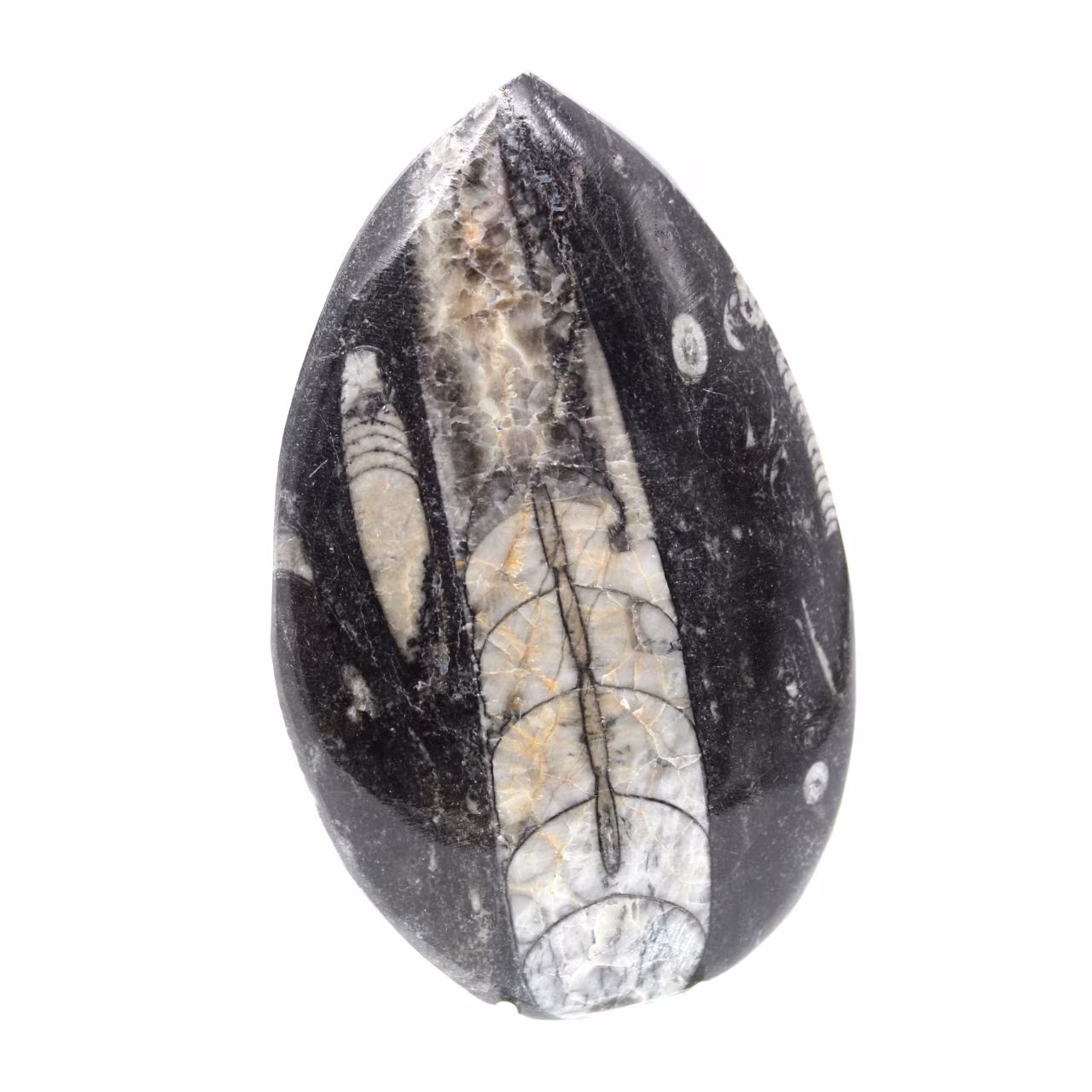 Fossiele orthoceras uit Marokko