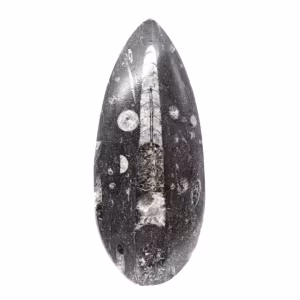 Fossiele Orthoceras