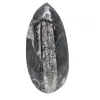 Fossiele orthoceras uit Marokko - 0