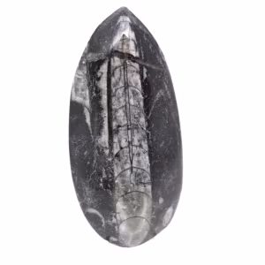 Fossiele orthoceras uit Marokko