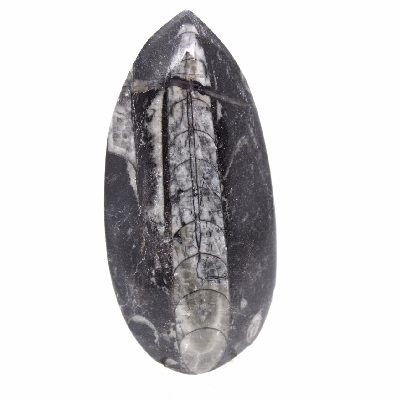 Fossiele orthoceras uit Marokko