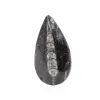 Fossiele Orthoceras - 0