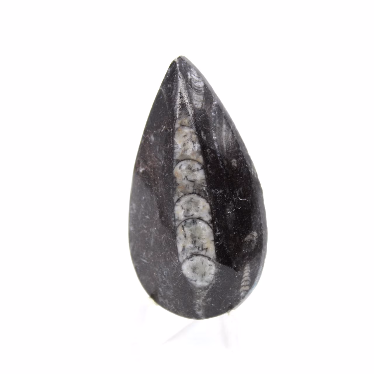 Fossiele Orthoceras