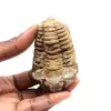 Fossiele trilobiet - 0