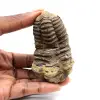 Fossiele trilobiet - 0