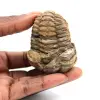 Fossiele trilobiet - 0