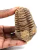 Fossiele trilobiet - 0
