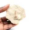 Fossiele tand van Otodus - 0