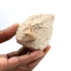 Fossiele tand van Otodus uit Marokko - 0