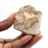Fossiele tand van Otodus uit Marokko - 0