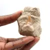 Fossiele tand van Otodus uit Marokko - 0