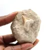 Fossiele tand van Otodus - 0