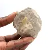 Fossiele tand van Otodus uit Marokko - 0