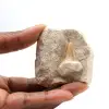 Fossiele tand van Otodus - 0