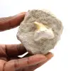 Fossiele tand van Otodus - 0